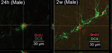 Sex Differences in Adult Hippocampal Neurogenesis